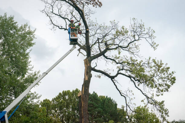 Trusted Lemay, MO Tree Care Experts