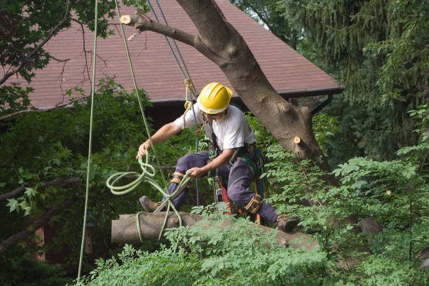 How Our Tree Care Process Works  in  Lemay, MO