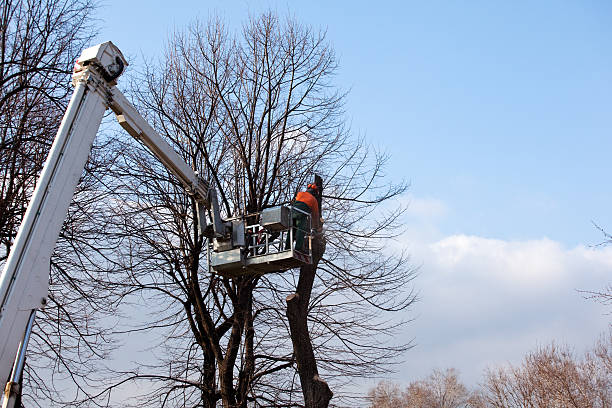 Mulching Services in Lemay, MO
